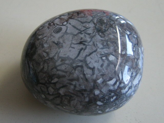 Fossiliensammler U.Lieven